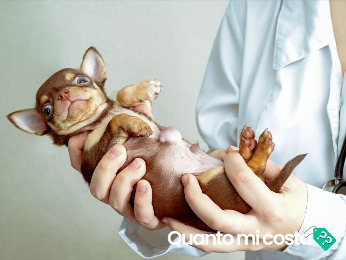 Quanto costa operare un cane di ernia?