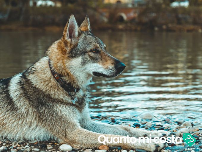Quanto costa un cane lupo cecoslovacco?