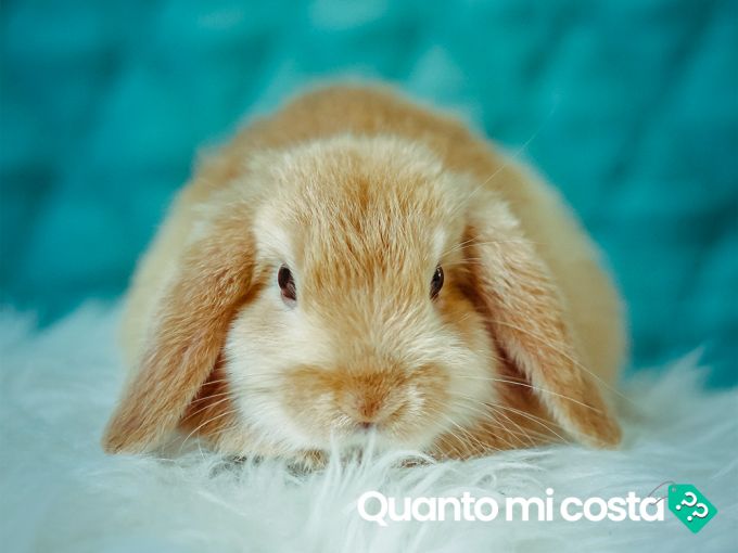 Quanto costa un coniglio nano?