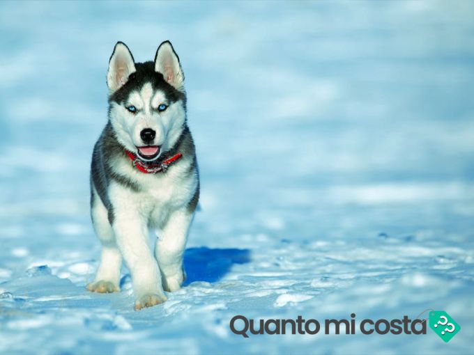 Quanto costa un husky?