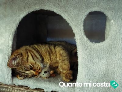 Quanto costa la cura di un animale domestico?