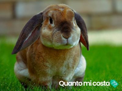 Quanto costa un coniglio?