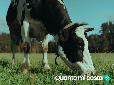 Quanto costa una mucca?